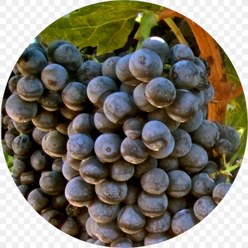 Grape Alicante Bouschet Red Wine Vitis Aestivalis, PNG, 1114x1114px, Grape, Bilberry, Blueberry, Common Grape Vine, Food Download Free