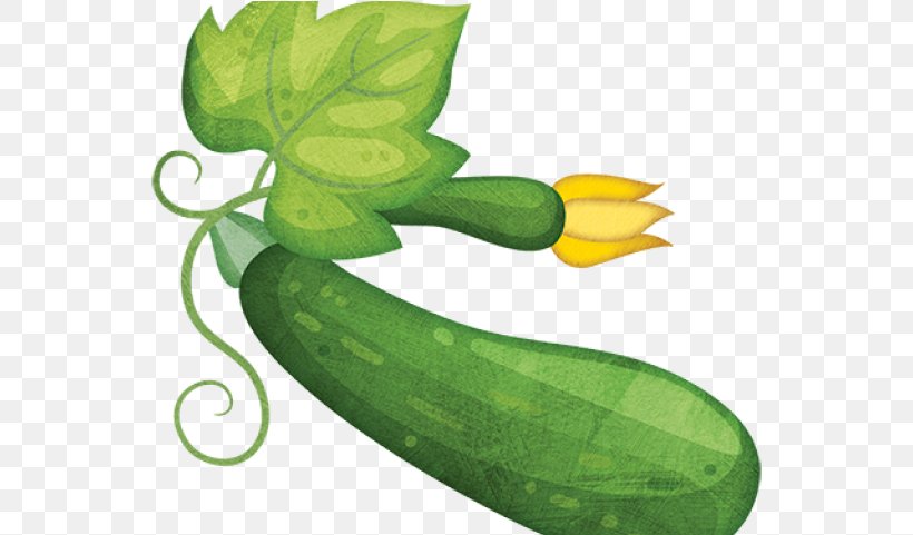 Green Leaf Background, PNG, 549x481px, Zucchini, Armenian Cucumber, Calabash, Cucumber, Cucumis Download Free