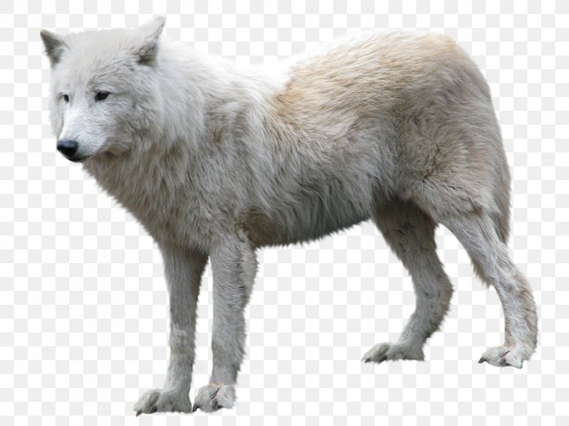 Arctic Wolf Clip Art, PNG, 1032x774px, Dog, Alaskan Tundra Wolf, Arctic Fox, Arctic Wolf, Black Wolf Download Free