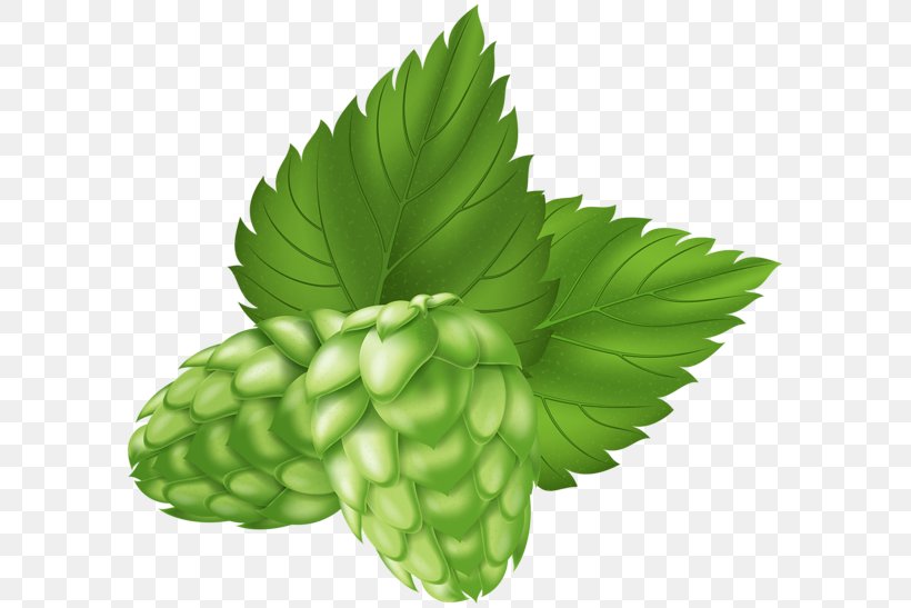 Beer Hops Clip Art Vector Graphics Image, PNG, 600x547px, Beer, Barley, Beer Bottle, Bitter, Food Download Free