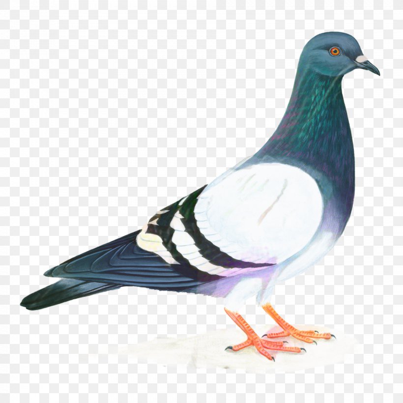 Dove Bird, PNG, 1886x1886px, Pigeons And Doves, Beak, Bird, Columbiformes, English Carrier Pigeon Download Free