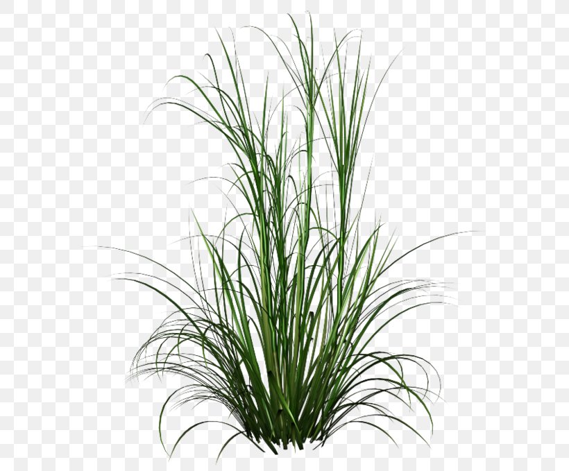 Fountain Grass Ornamental Grass Clip Art, PNG, 600x679px, Fountain Grass, Chrysopogon Zizanioides, Commodity, Evergreen, Flower Download Free