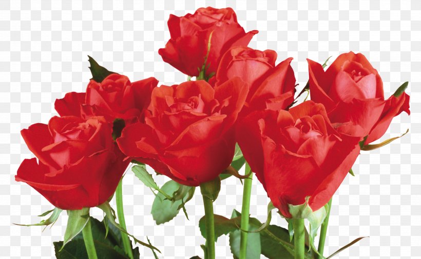 Love Rose Flower, PNG, 4731x2914px, Painting, Birthday, Bouquet, Bud, Cut Flowers Download Free