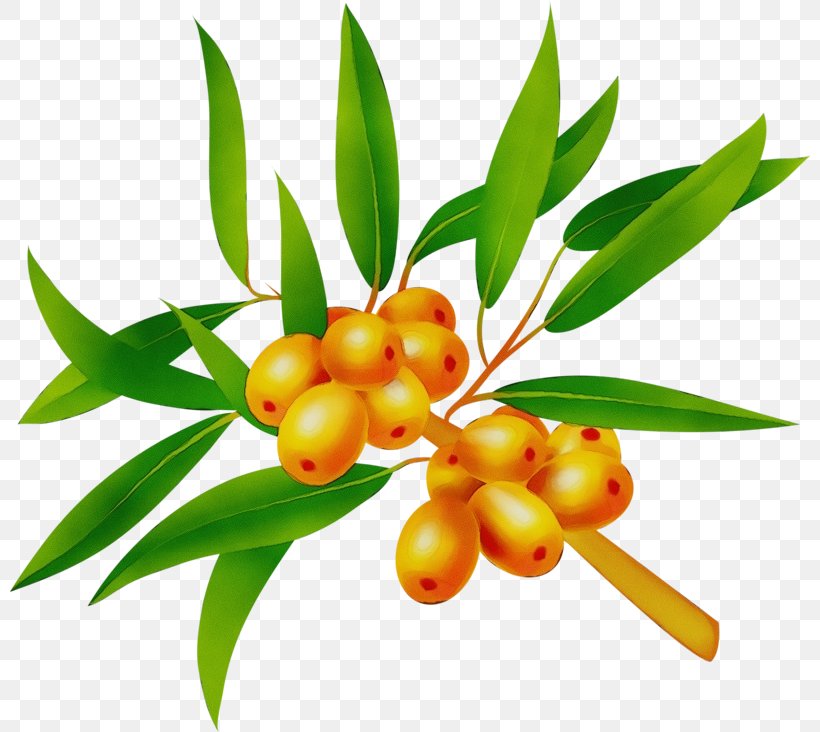 Plant Leaf Flower Fruit Tree, PNG, 800x732px, Watercolor, Flower, Food, Fruit, Hippophae Download Free