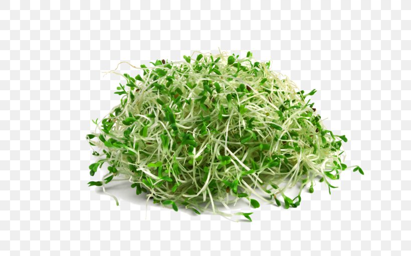 Sprouting Broccoli Sprouts Seed Alfalfa Microgreen, PNG, 768x511px, Sprouting, Alfalfa, Alfalfa Sprouts, Alkaline Diet, Broccoli Sprouts Download Free