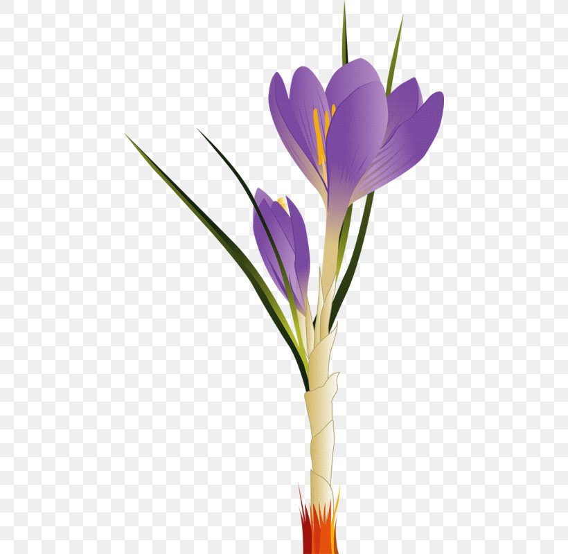 Tulip Flower Clip Art, PNG, 462x800px, Tulip, Art, Crocus, Crocus Vernus, Cut Flowers Download Free