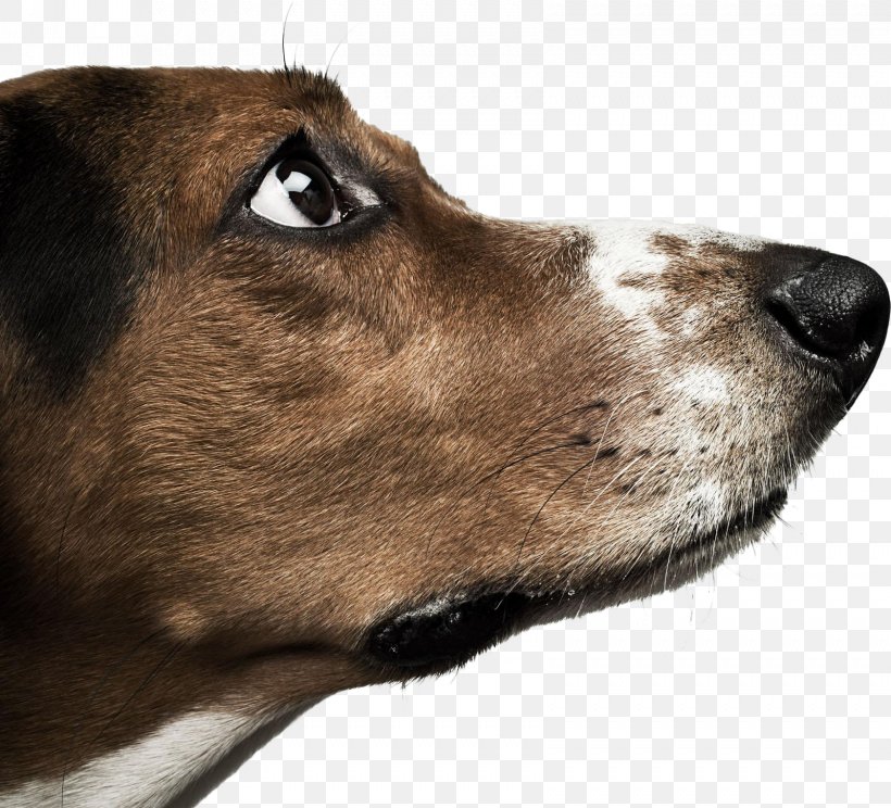 Basset Hound Dachshund Labrador Retriever Chihuahua Stock Photography, PNG, 1681x1526px, Yorkshire Terrier, Alamy, Dog, Dog Breed, Dog Breed Group Download Free