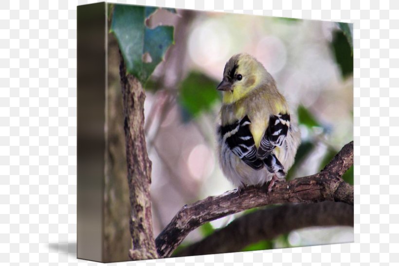 Beak Finches Fauna Wildlife, PNG, 650x547px, Beak, Bird, Fauna, Finch, Finches Download Free