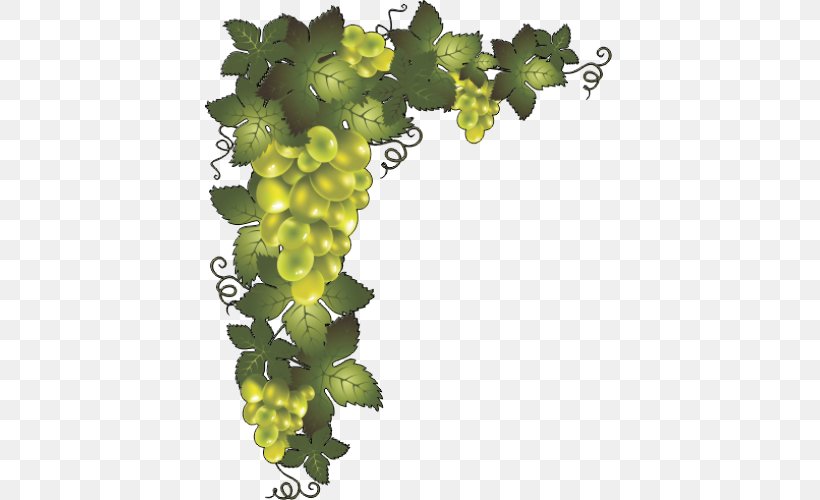 Common Grape Vine Borders And Frames Clip Art Image, PNG, 500x500px, Common Grape Vine, Borders And Frames, Decorative Arts, Drawing, Flowering Plant Download Free