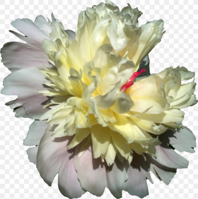 Cut Flowers Peony Download, PNG, 892x896px, Flower, Carnation, Cut Flowers, Flowering Plant, Herbaceous Plant Download Free