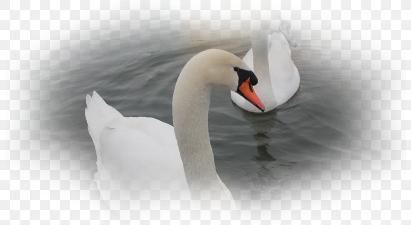 Cygnini Neck, PNG, 800x450px, Cygnini, Beak, Bird, Ducks Geese And Swans, Neck Download Free