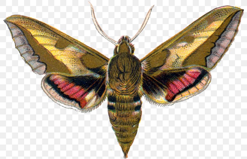 Silkworm Butterfly Spurge Hawk-moth Hawk Moths Manduca, PNG, 800x528px, Silkworm, African Deaths Head Hawkmoth, Arthropod, Bombycidae, Butterfly Download Free