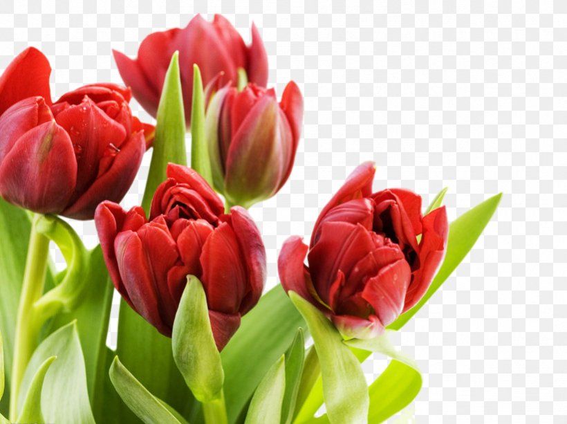 Tulip Flower Display Resolution Wallpaper, PNG, 821x614px, Tulip, Computer, Cut Flowers, Display Resolution, Floral Design Download Free