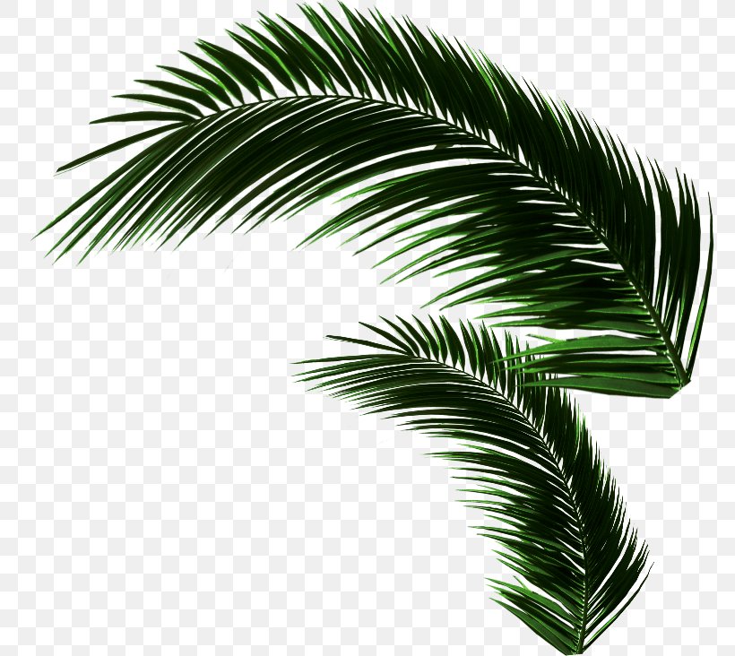 Asian Palmyra Palm Oil Palms Coconut Leaf Borassus, PNG, 774x732px, Asian Palmyra Palm, Arecales, Borassus, Borassus Flabellifer, Coconut Download Free