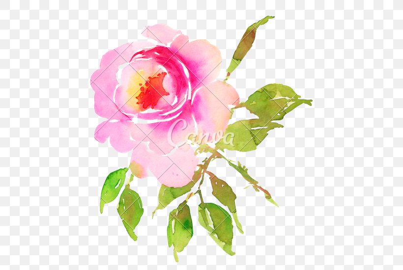 Centifolia Roses Flower Garden Roses, PNG, 511x550px, Centifolia Roses, Art, Branch, Camellia Sasanqua, China Rose Download Free