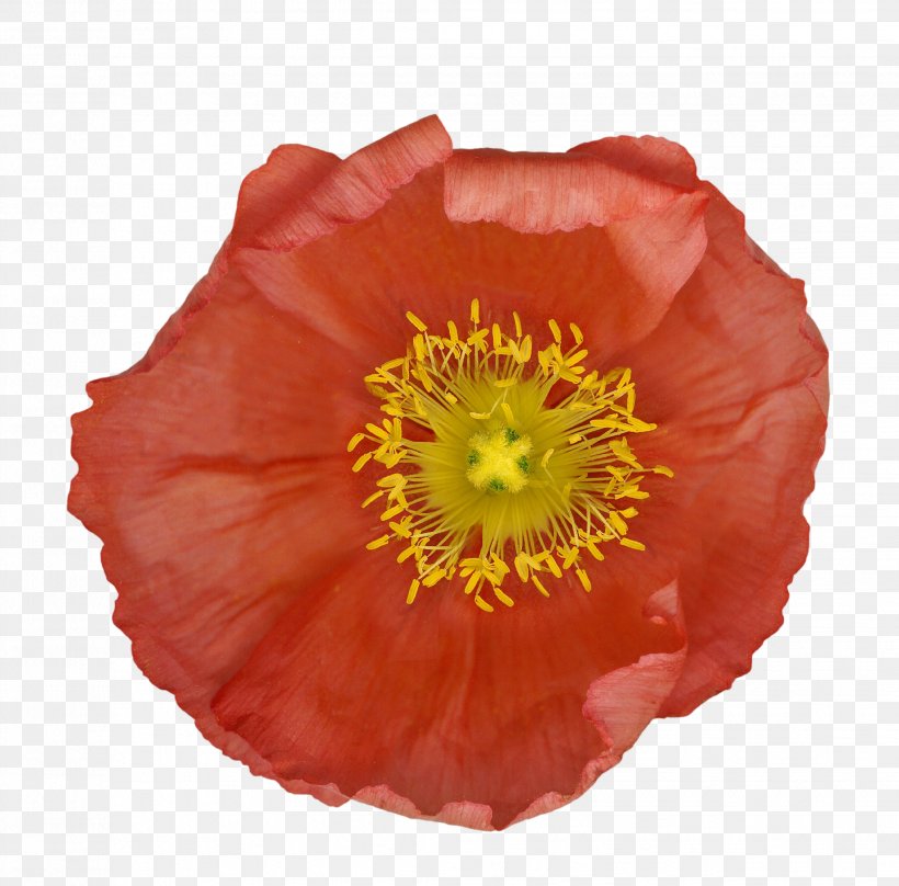 Flowering Plant Petal Pollen The Poppy Family, PNG, 2062x2034px, Flower, Coquelicot, Flowering Plant, Orange, Peach Download Free