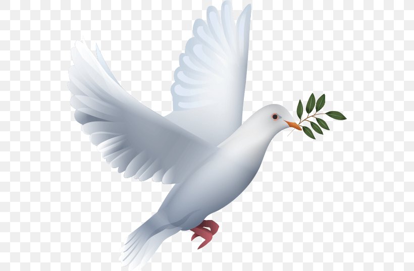 Information Tinglev Sogn Peace, PNG, 554x537px, Information, Beak, Bird, Church, Colombe Download Free