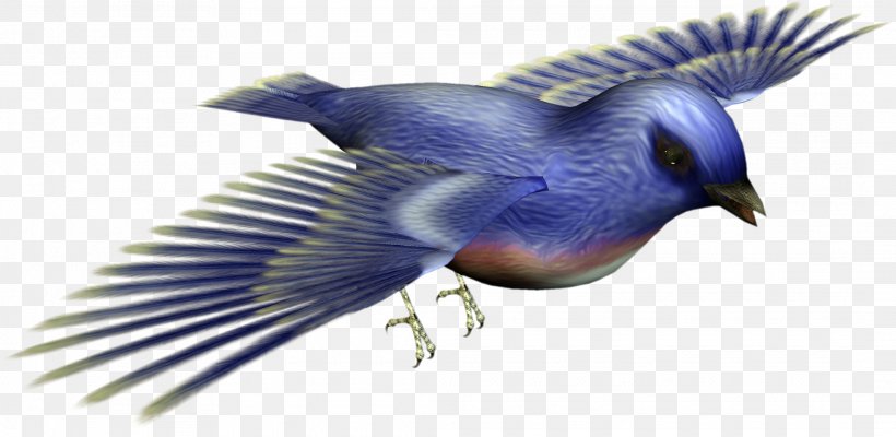 Bird Image Download, PNG, 2130x1041px, 3d Computer Graphics, Bird, Animal, Beak, Blue Jay Download Free