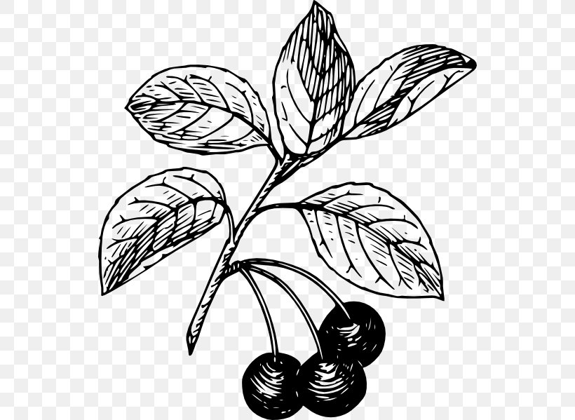 Black Cherry Bitter-berry Clip Art, PNG, 540x599px, Cherry, Artwork, Bitterberry, Black And White, Black Cherry Download Free