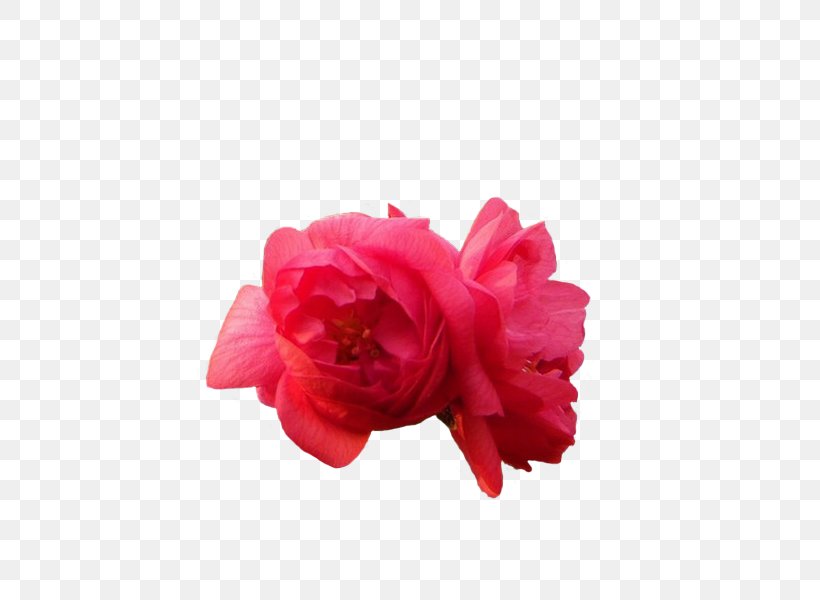 Garden Roses Rosa Chinensis Beach Rose Pink Peony, PNG, 600x600px, Garden Roses, Azalea, Beach Rose, Cut Flowers, Flower Download Free