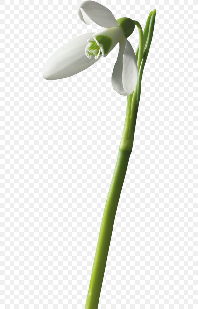Painting Snowdrop Flower Mixed Gender Download, PNG, 475x1280px, Painting, Flora, Flower, Flowering Plant, Galanthus Download Free