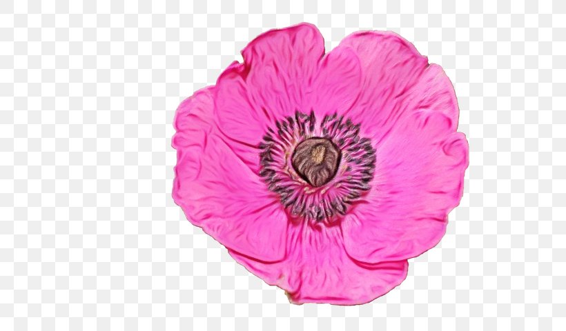 Pink Flower Cartoon, PNG, 720x480px, Petal, Anemone, Beach Rose, Color, Cut Flowers Download Free