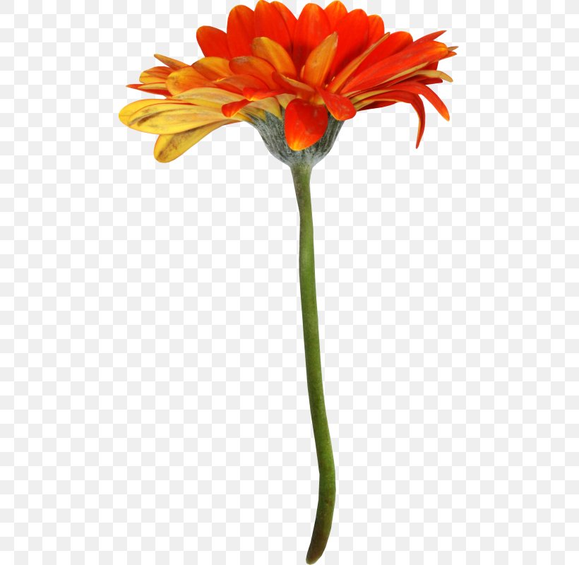 Transvaal Daisy Cut Flowers Petal, PNG, 483x800px, Transvaal Daisy, Artificial Flower, Cut Flowers, Daisy Family, Flora Download Free