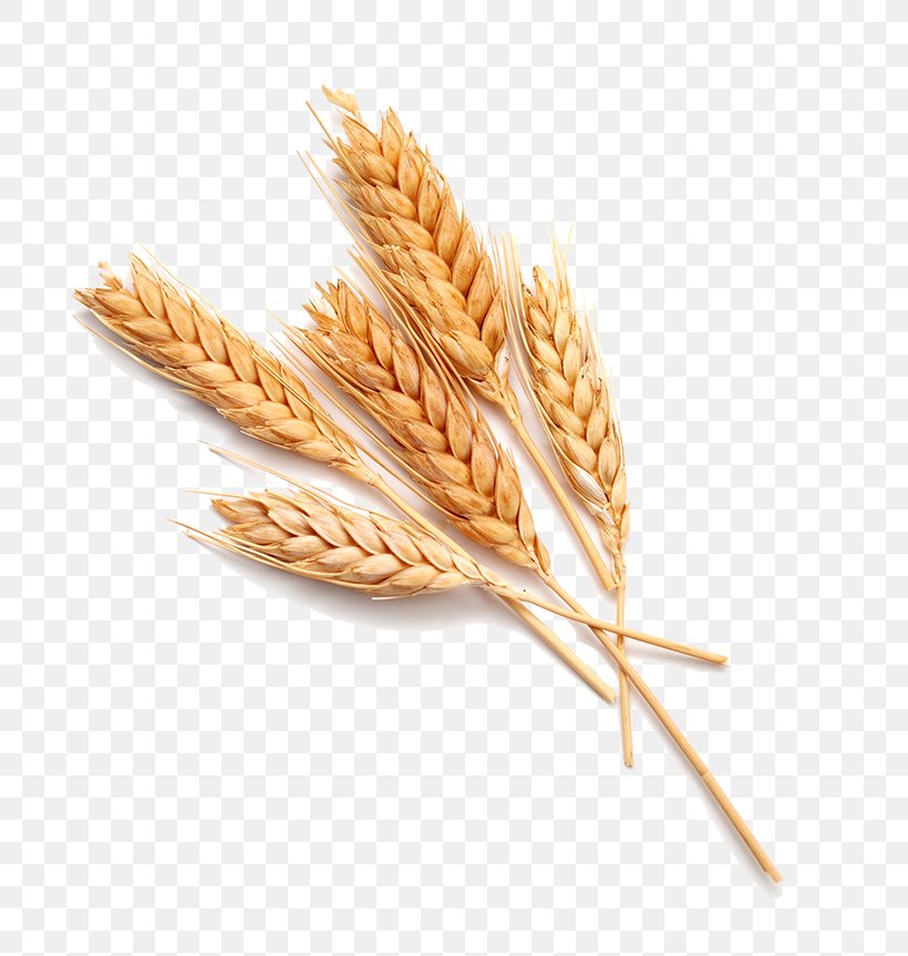 Wheat Stock Photography Food Bread, PNG, 800x863px, Wheat, Avena, Bran, Bread, Cereal Download Free