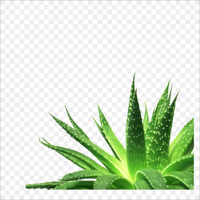 Aloe Vera Nutrient Gel Succulent Plant, PNG, 1773x1773px, Aloe Vera, Aloe, Burn, Extract, Gel Download Free