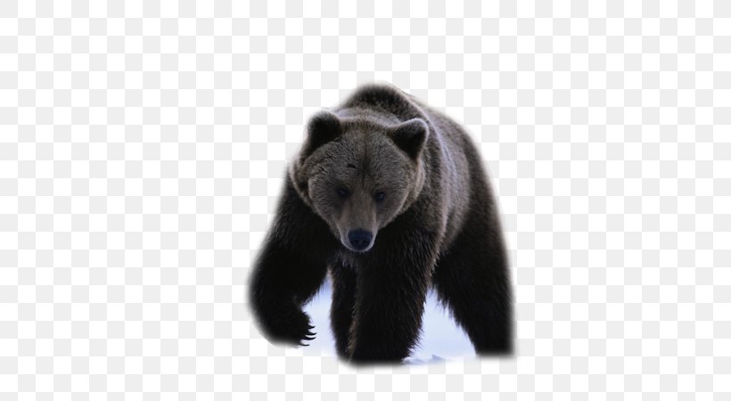 American Black Bear Iphone 8 Desktop Wallpaper Chow Chow
