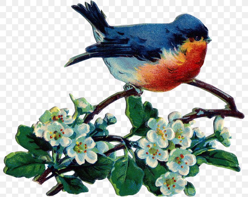 Bird Clip Art, PNG, 800x651px, Bird, Art, Beak, Bird Nest, Blog Download Free