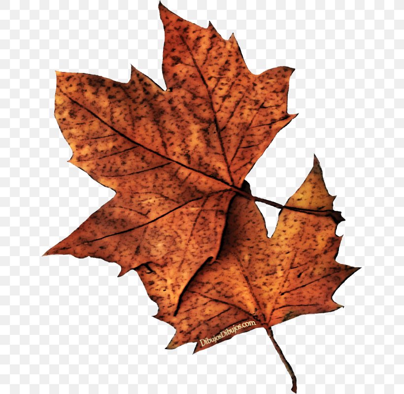 Camping Costa Blanca Hair Drawing Hojas Secas Leaf, PNG, 651x800px, Hair, Art, Autumn, Deciduous, Drawing Download Free