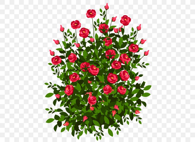 Bush Roses Drawing Shrub Clip Art, PNG, 486x600px, Rose, Annual Plant, Bush Roses, Cut Flowers, Drawing Download Free