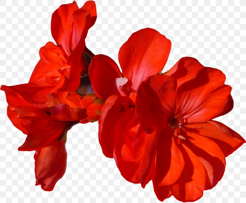 Cut Flowers Flowering Plant Petal, PNG, 930x770px, Flower, Cut Flowers, Flowering Plant, Herbaceous Plant, Orange Download Free