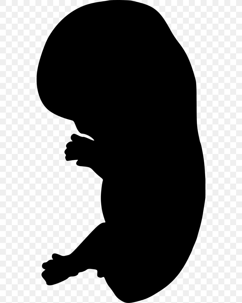 Embryo Silhouette Clip Art, PNG, 572x1023px, Embryo, Black, Black And White, Infant, Monochrome Download Free