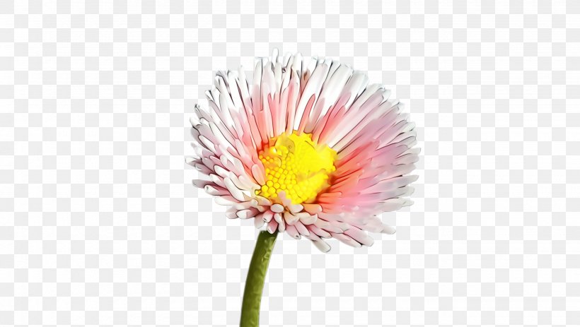 Flower Flowering Plant Plant China Aster Gerbera, PNG, 2660x1504px, Watercolor, Barberton Daisy, China Aster, Cut Flowers, Flower Download Free