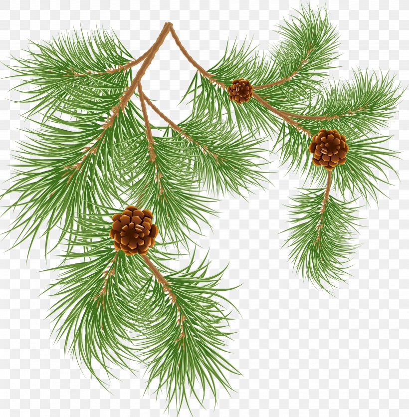 Pinus Aristata Conifer Cone Tree Clip Art, PNG, 3723x3798px, Pinus Aristata, Branch, Christmas Decoration, Christmas Ornament, Conifer Download Free