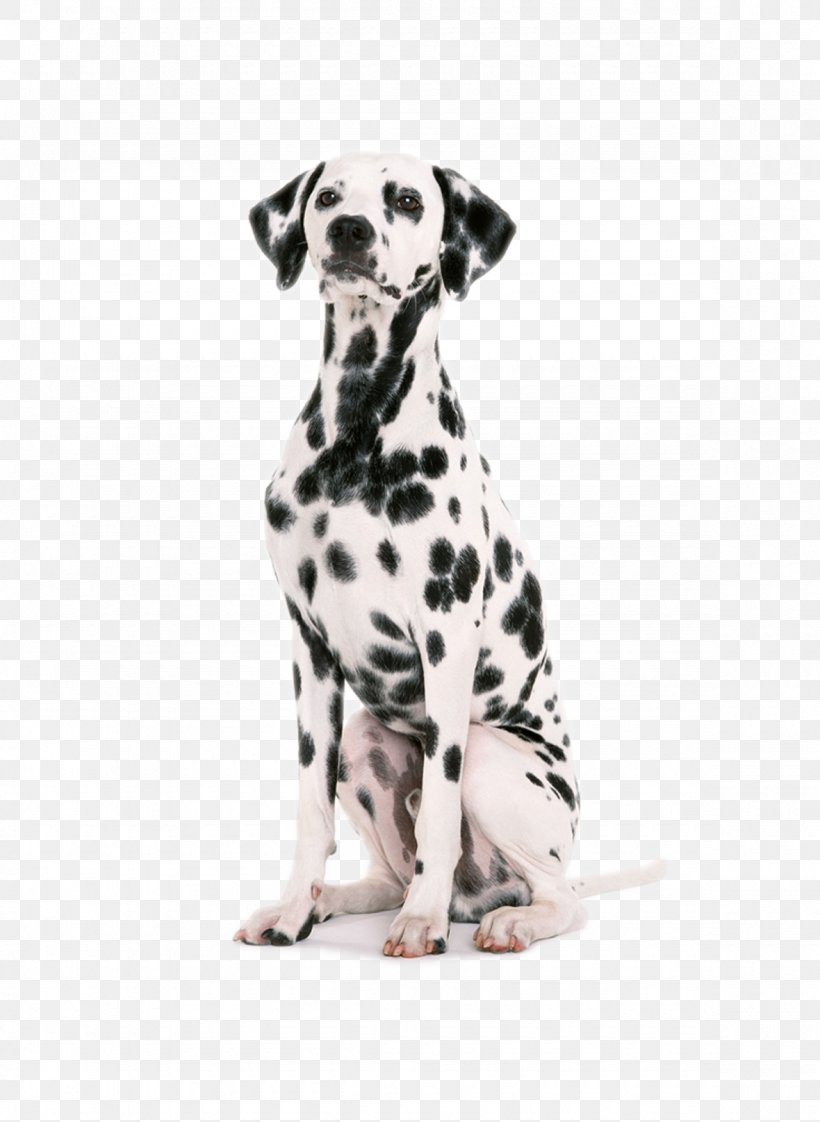 Dalmatian Dog Puppy Dog Harness Dog Collar Pet, PNG, 1180x1616px, Dalmatian Dog, Animal Training, Bark, Carnivoran, Coat Download Free