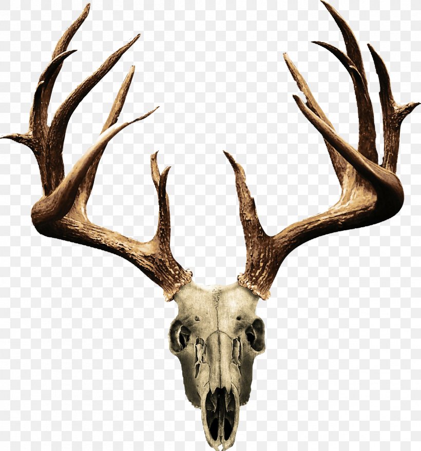 White-tailed Deer Elk Antler Clip Art, PNG, 1259x1351px, Deer, Antler, Deer Hunting, Drawing, Elk Download Free