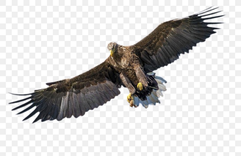 Bird Of Prey Bald Eagle, PNG, 800x533px, Bird, Accipitriformes, Bald Eagle, Beak, Bird Of Prey Download Free