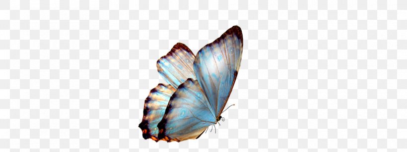 Butterfly Transparency And Translucency, PNG, 960x360px, Butterfly, Body Jewelry, Decal, Glasswing Butterfly, Insect Download Free
