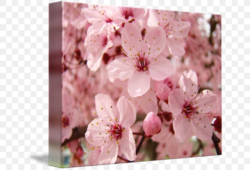 Cherry Blossom Spring Prunus Flower, PNG, 650x560px, Blossom, Art, Branch, Canvas, Cherry Download Free