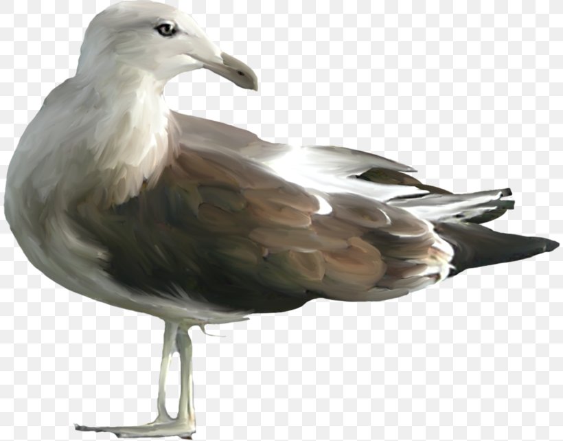 European Herring Gull Bird Clip Art, PNG, 812x642px, European Herring Gull, Beak, Bird, Charadriiformes, Fauna Download Free