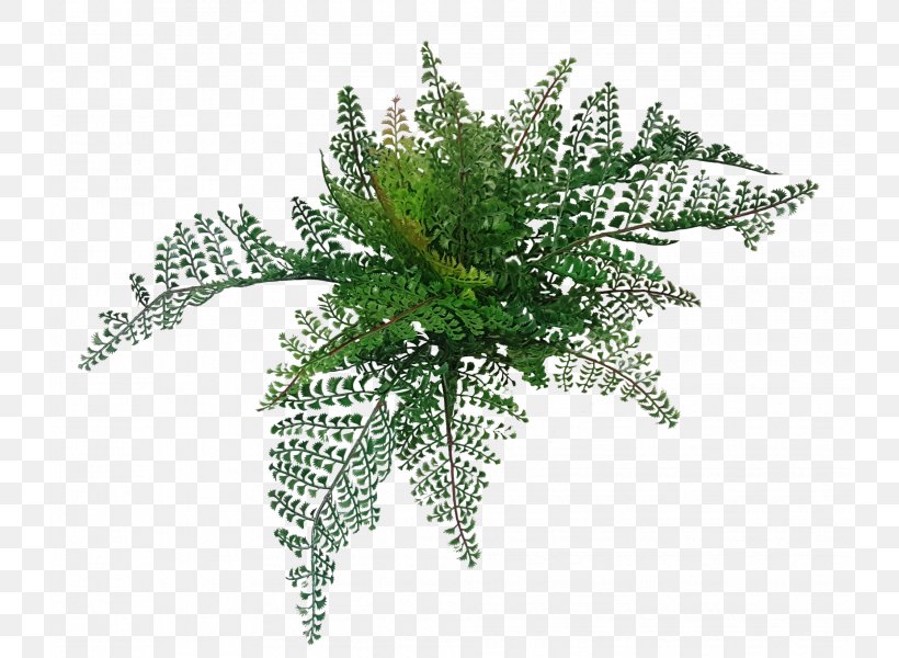 Fern Tree Vascular Plant Wood Flower, PNG, 800x600px, Fern, Artificial Flower, Branch, Burknar, Ferns And Horsetails Download Free