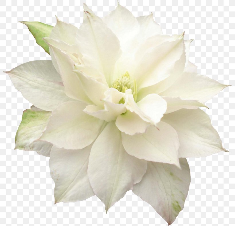 Flower Lilium Clip Art, PNG, 800x788px, Flower, Cut Flowers, Digital Image, Floristry, Flower Bouquet Download Free