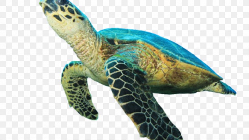 Green Sea Turtle Hawksbill Sea Turtle Clip Art, PNG, 960x540px, Turtle, Animal, Beak, Common Snapping Turtle, Emydidae Download Free