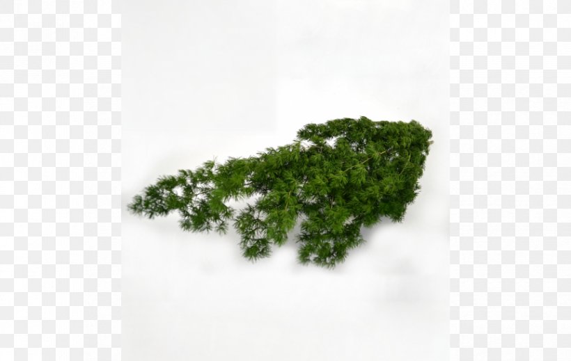 Leaf Herb Tree, PNG, 863x547px, Leaf, Grass, Herb, Plant, Tree Download Free