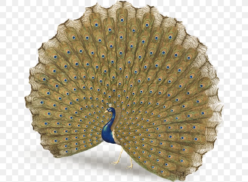 Peafowl Feather Tail Ellipse Giuseppe Castiglione, PNG, 660x602px, Peafowl, Ellipse, Fashion Accessory, Feather, Galliformes Download Free