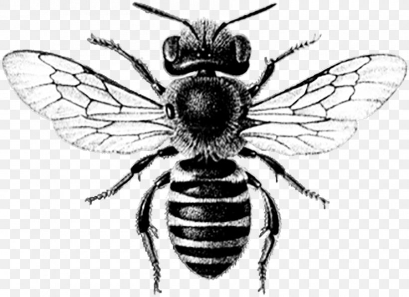Queen Bee Paper Bumblebee Clip Art, PNG, 900x655px, Bee, Arthropod, Beehive, Black And White, Bumblebee Download Free