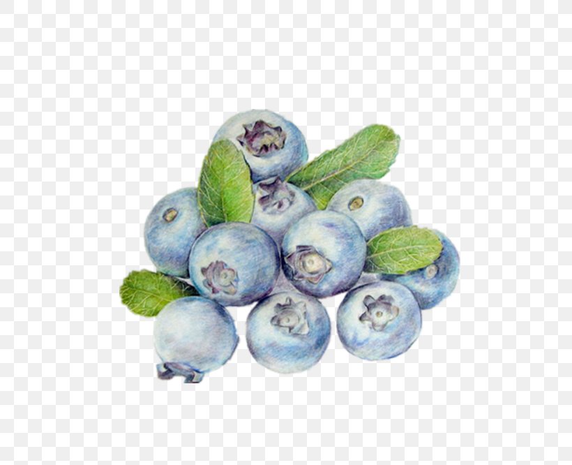 Bilberry Blueberry Google Images Cranberry, PNG, 500x666px, Bilberry, Berry, Blueberry, Cranberry, Designer Download Free